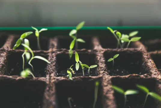 Organic Gardening: How to Grow Without Chemicals
